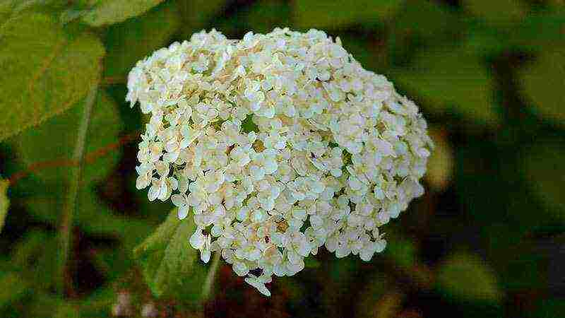 hydrangea tree-like white planting and care in the open field