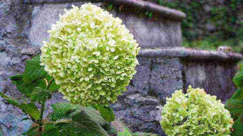 tulad ng puting hydrangea na puting pagtatanim at pangangalaga sa bukas na bukid