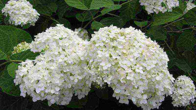 hydrangea tree-like white planting and care in the open field