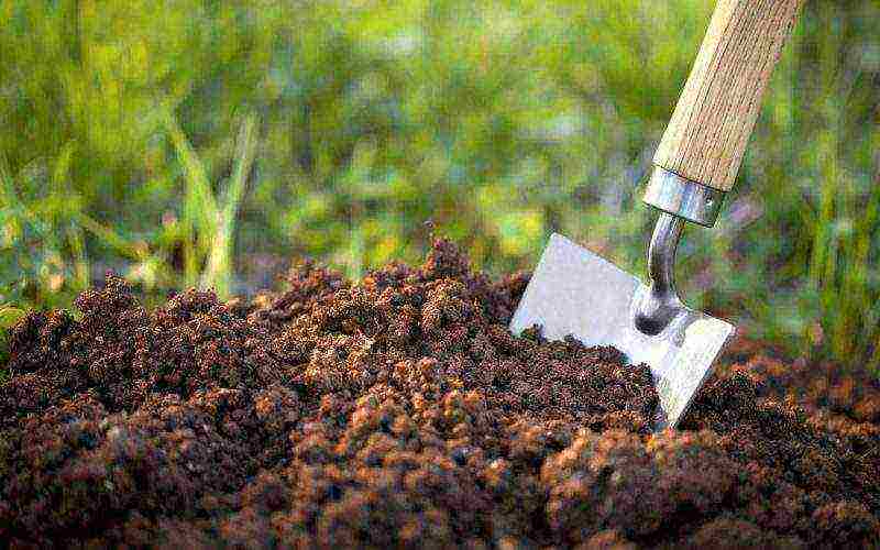 hydrangea treelike grandiflora planting and care in the open field