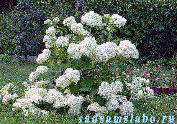 hydrangea treelike grandiflora planting and care in the open field