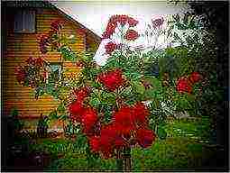 hydrangea treelike grandiflora planting and care in the open field