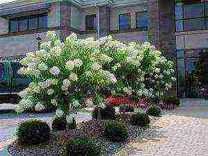 hydrangea treelike grandiflora planting and care in the open field