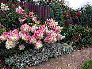 hydrangea treelike grandiflora planting and care in the open field