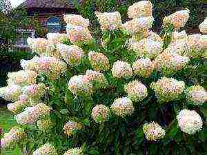 hydrangea treelike grandiflora planting and care in the open field