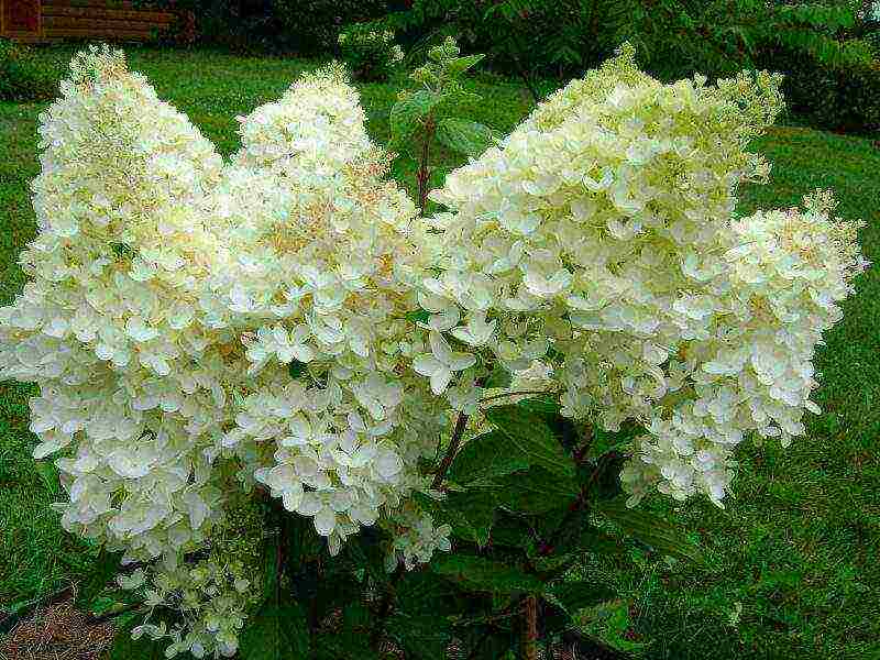 hydrangea tulad ng grandiflora na pagtatanim at pangangalaga sa bukas na bukid