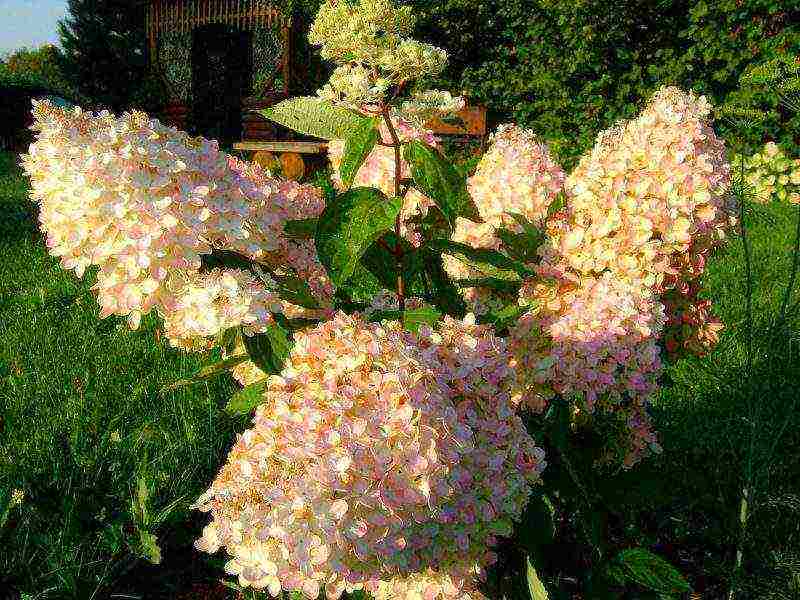 hydrangea tulad ng grandiflora na pagtatanim at pangangalaga sa bukas na bukid