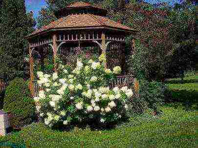 hydrangea treelike grandiflora planting and care in the open field