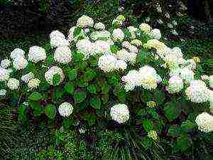 hydrangea treelike grandiflora planting and care in the open field