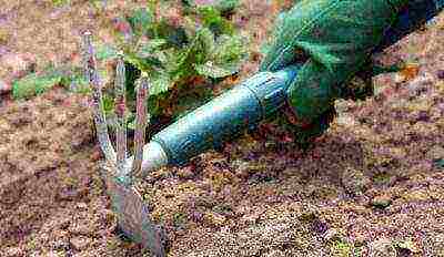 hydrangea treelike grandiflora planting and care in the open field