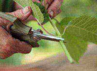 hydrangea treelike grandiflora planting and care in the open field