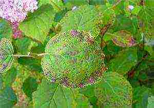 hydrangea treelike grandiflora planting and care in the open field