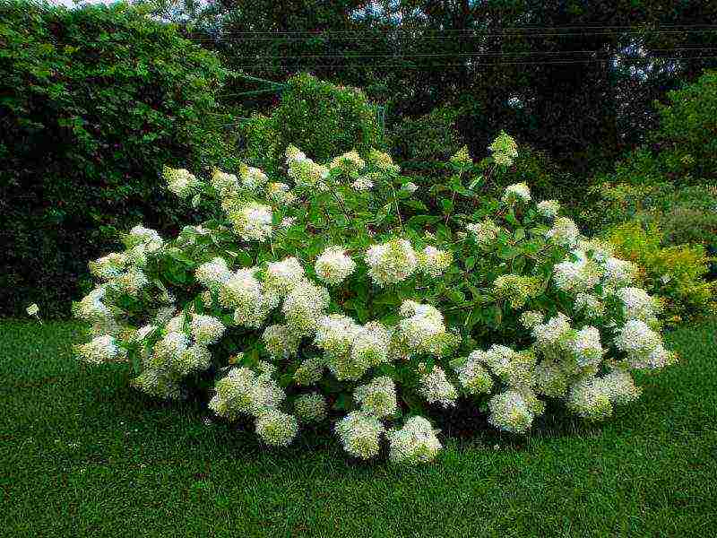 hydrangea treelike grandiflora planting and care in the open field