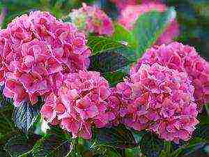 hydrangea tree-like red planting and care in the open field