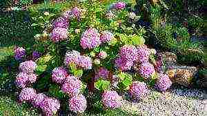 hydrangea tree-like red planting and care in the open field