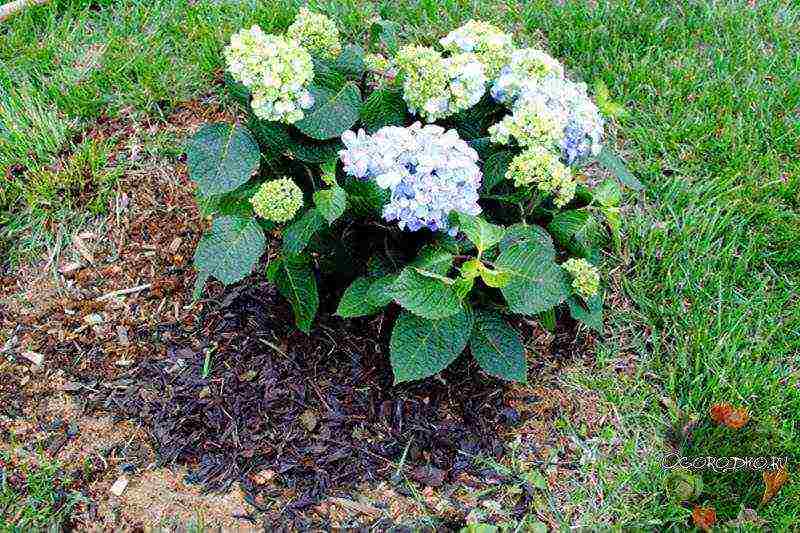 mala-hydrangea na tulad ng pulang tanim at pangangalaga sa bukas na bukid