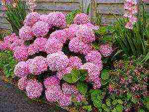 hydrangea tree-like red planting and care in the open field