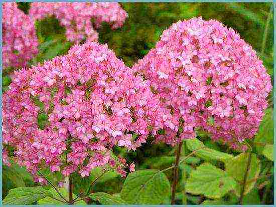 hydrangea tree-like red planting and care in the open field