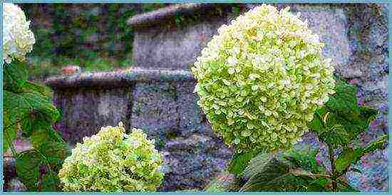 hydrangea tree-like red planting and care in the open field