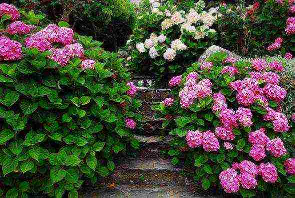 hydrangea tree-like red planting and care in the open field