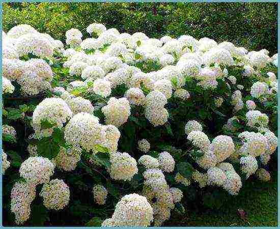 hydrangea tree-like red planting and care in the open field