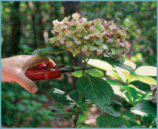 hydrangea tree-like red planting and care in the open field