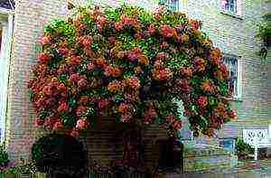 hydrangea tree-like red planting and care in the open field