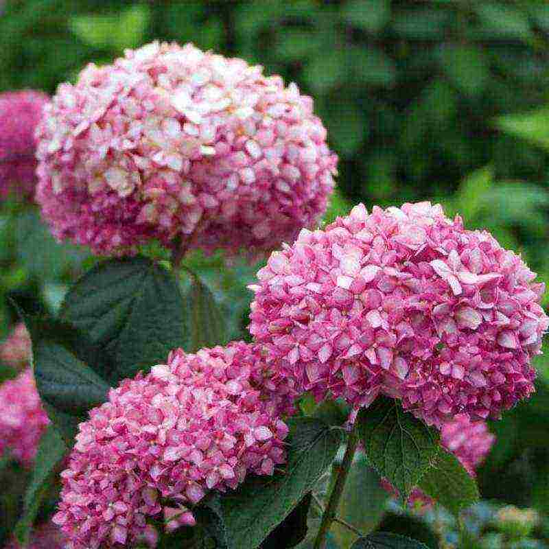 hydrangea tree pink anabel planting and care in the open field