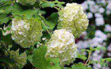 hydrangea tree pink anabel planting and care in the open field