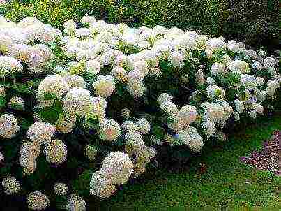 hydrangea tree pink anabel planting and care in the open field