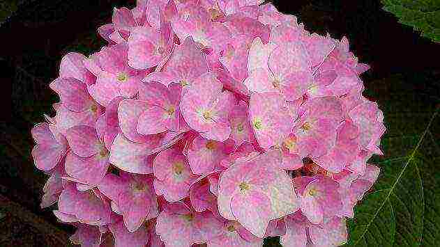 hydrangea tree pink anabel planting and care in the open field