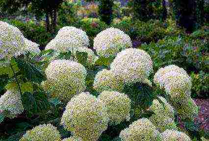 hydrangea tree pink anabel planting and care in the open field