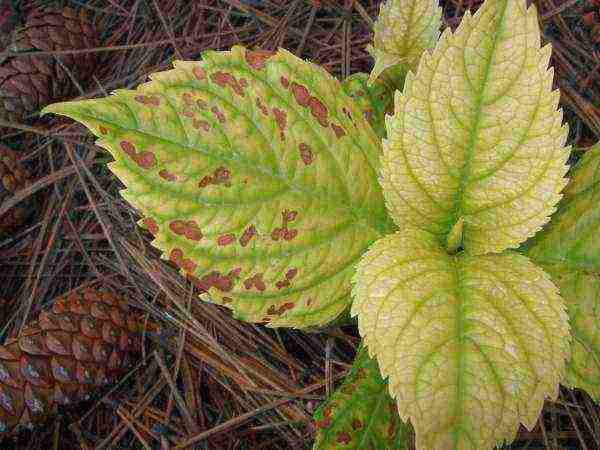 hydrangea phantom paniculate planting and care in the open field