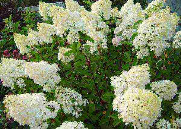 hydrangea phantom panikado pagtatanim at pangangalaga sa bukas na bukid