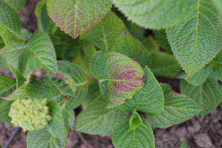 hydrangea phantom panikado pagtatanim at pangangalaga sa bukas na bukid