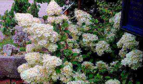 hydrangea phantom na pagtatanim ng hardin at pangangalaga sa labas