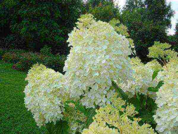 hydrangea phantom na pagtatanim ng hardin at pangangalaga sa labas