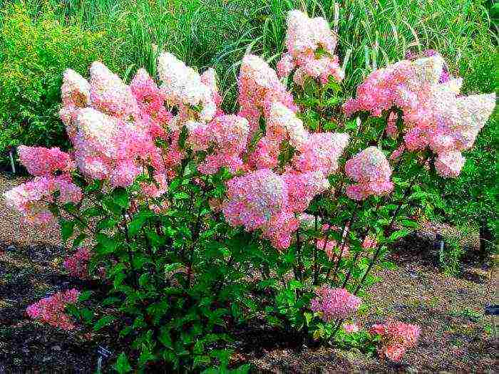 large-leaved hydrangea planting and care in the open field