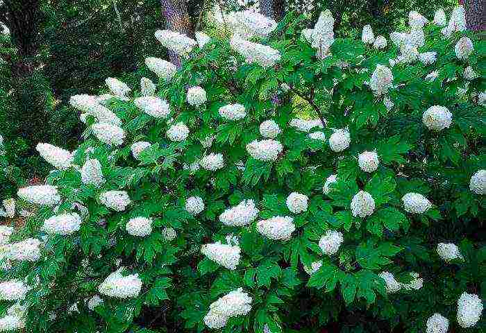 malalaking lebadura na pagtatanim ng hydrangea at pangangalaga sa bukas na bukid