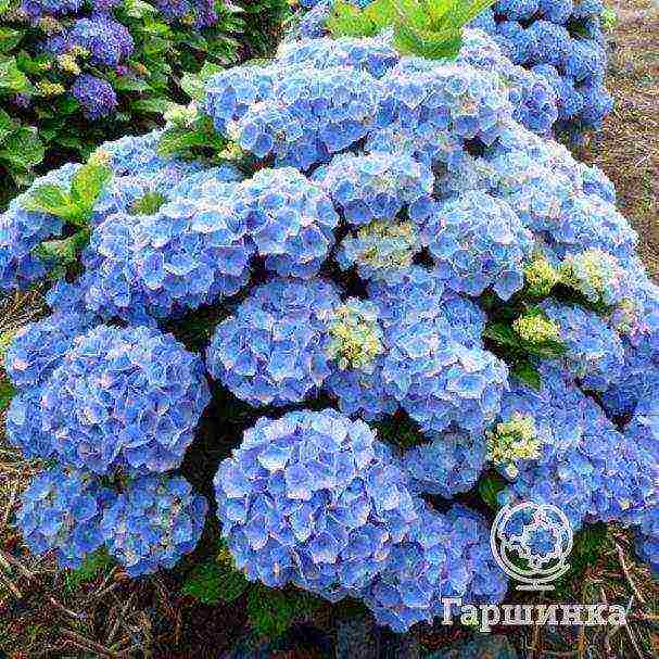 malalaking lebadura na pagtatanim ng hydrangea at pangangalaga sa bukas na bukid