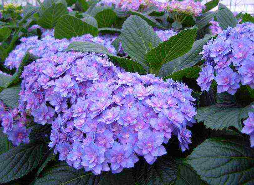 malalaking lebadura na pagtatanim ng hydrangea at pangangalaga sa bukas na bukid