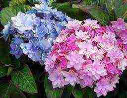 large-leaved hydrangea planting and care in the open field