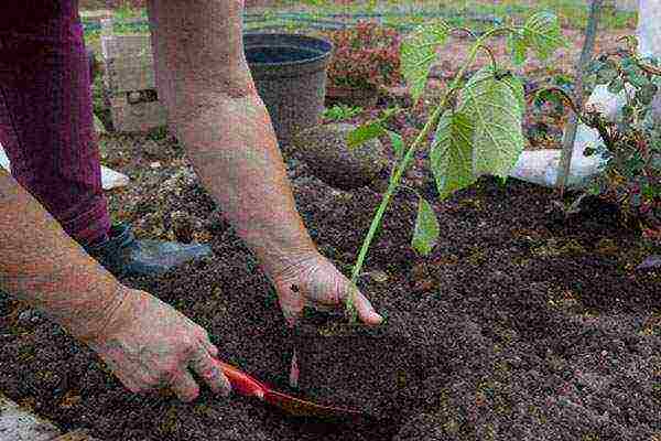 large-leaved hydrangea planting and care in the open field