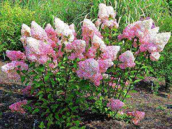 large-leaved hydrangea planting and care in the open field