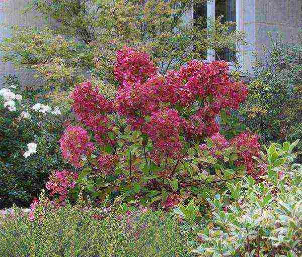 panicle hydrangea diamant rouge planting and care in the open field