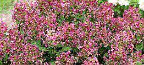 panicle hydrangea diamant rouge na pagtatanim at pangangalaga sa bukas na bukid