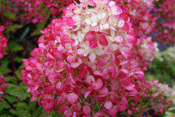 panicle hydrangea diamant rouge planting and care in the open field