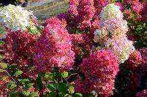 panicle hydrangea diamant rouge planting and care in the open field