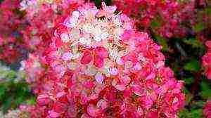 panicle hydrangea diamant rouge planting and care in the open field