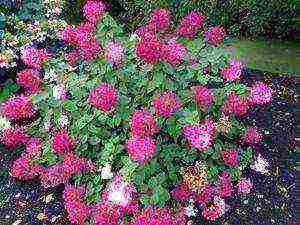 panicle hydrangea diamant rouge na pagtatanim at pangangalaga sa bukas na bukid